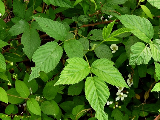 {Rubus pensilvanicus}